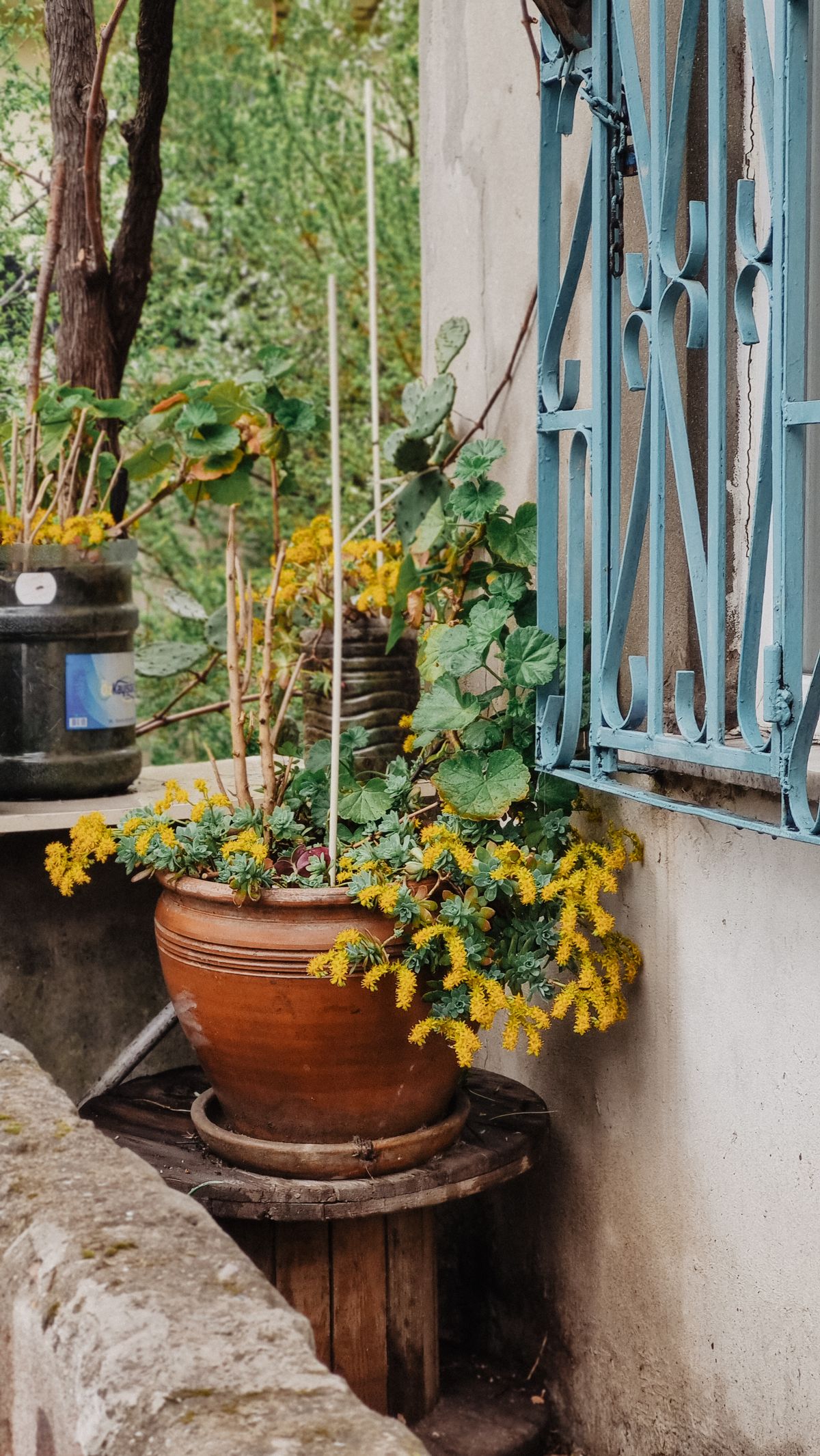 Massif de fleurs jaunes en pots devant une fenêtre.